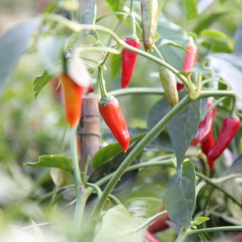 Cayenne pepper plant